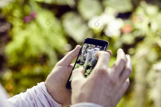 特写镜头男人用手机`手，拍树花的<strong>照片</strong>，在屏幕上<strong>缩放</strong>