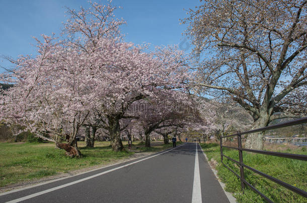 樱花，阿拉山春天，京都，日本