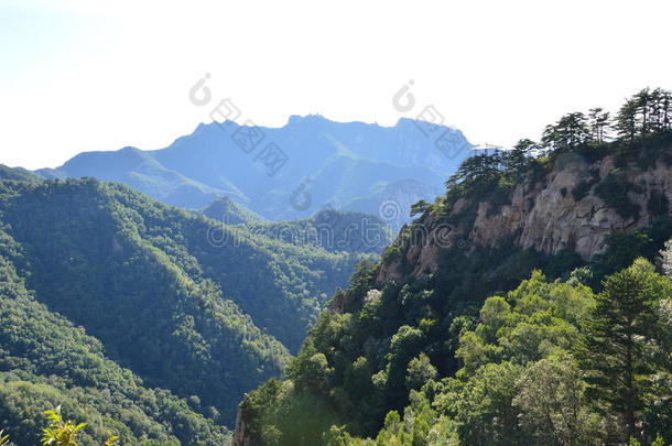 有树的中国山