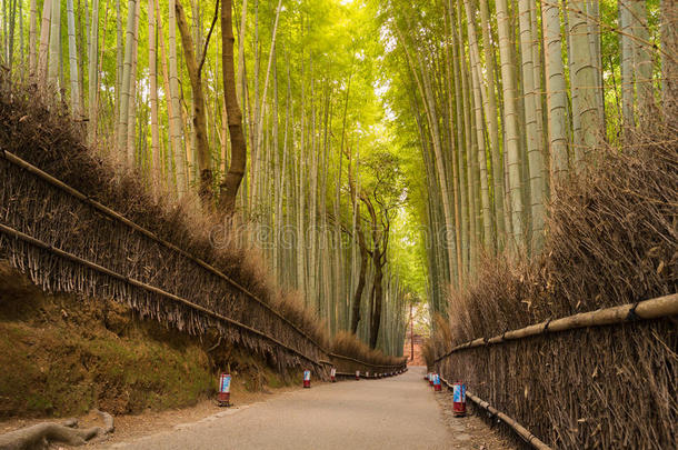 绿色竹篱笆竹林上的山山，京都，日本