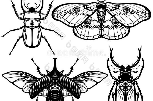 昆虫图像的收集：昆虫和蛾。