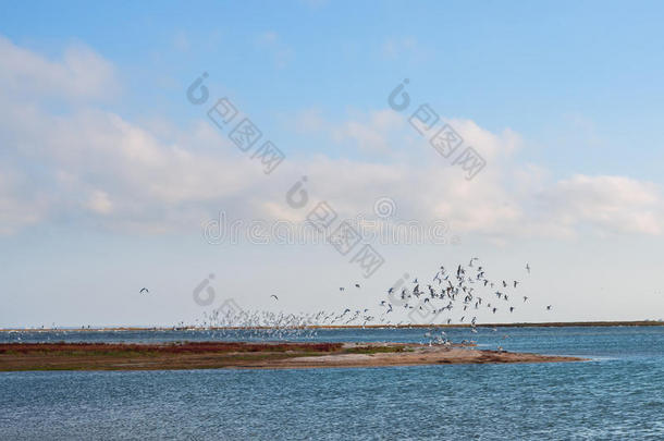 一群鸟从海滨起飞