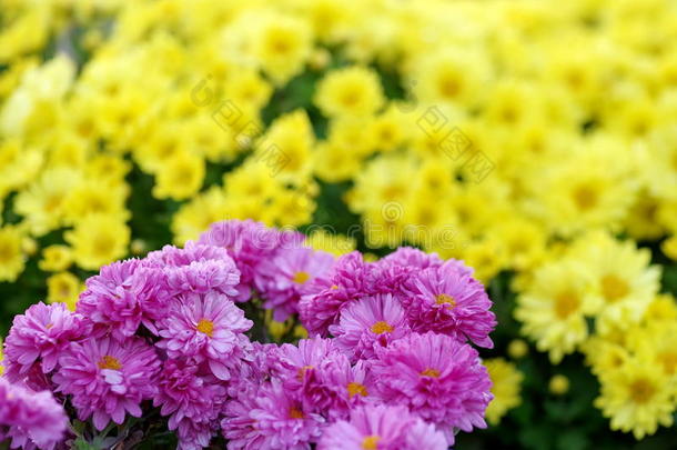 菊花。 黄色和<strong>紫色花</strong>的背景