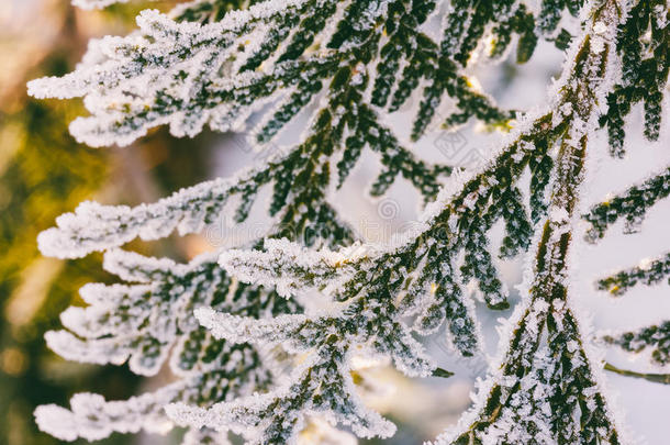 在初冬的早晨，乔木枝覆盖着霜