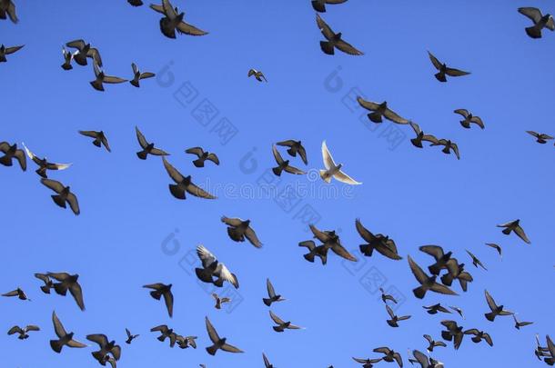 鸽子在蓝天上飞行