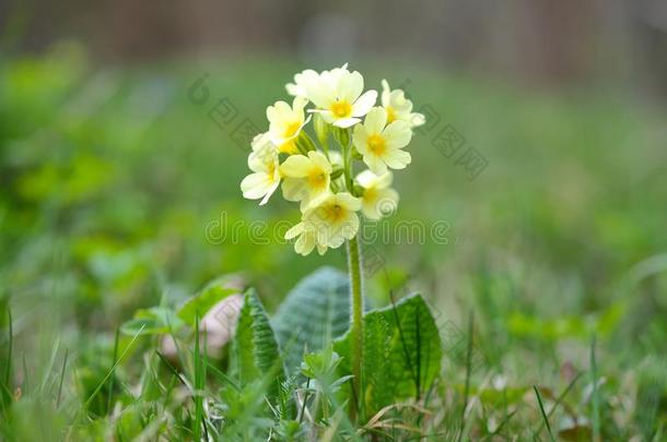 牛唇原虫花