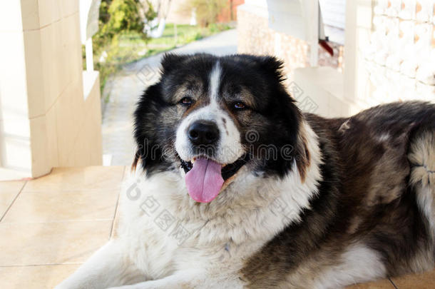 成年高加索牧羊犬。 毛茸茸的高加索牧羊犬是我