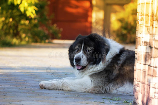 成年高加索牧羊犬。 毛茸茸的高加索牧羊犬