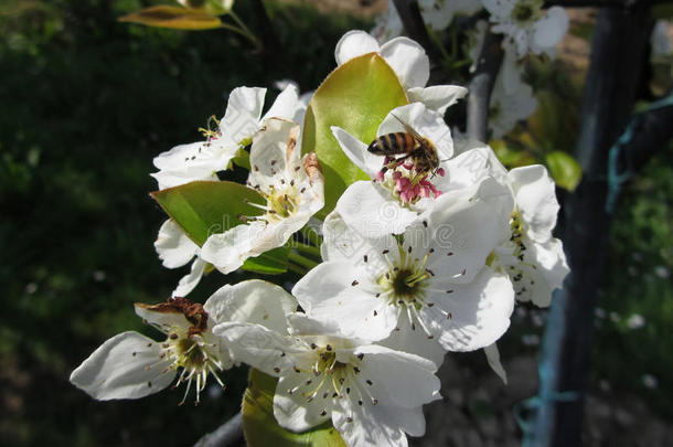 蜜蜂在春天授粉梨花。 意大利托斯卡纳