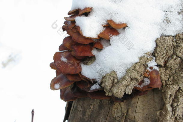寒冷的可食用的森林框架霜
