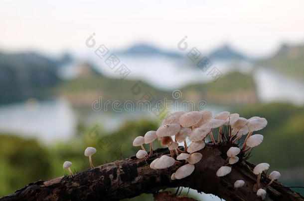 群岛秋天背景美丽的蓝色