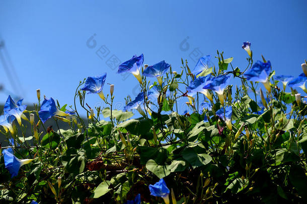 关闭蓝色牵牛花在观赏，泰国