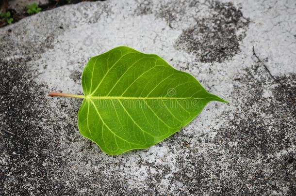 菩提或窥视。 叶子菩提滴在混凝土上