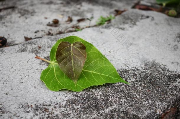 菩提或窥视。 叶子菩提滴在混凝土上