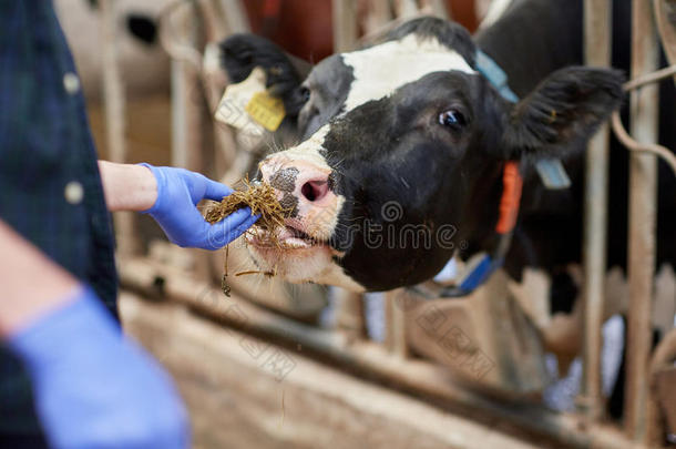 在奶牛场用干草喂养奶牛的人