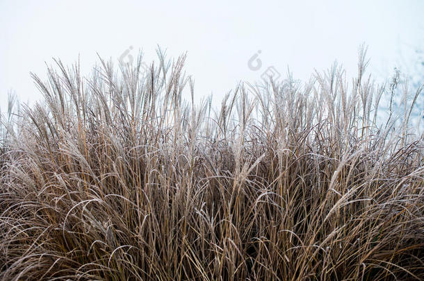 秋/冬草覆盖在清晨的地面霜冻中