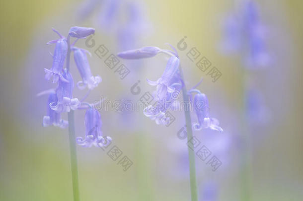 春天蓝色铃铛野花的童话图片