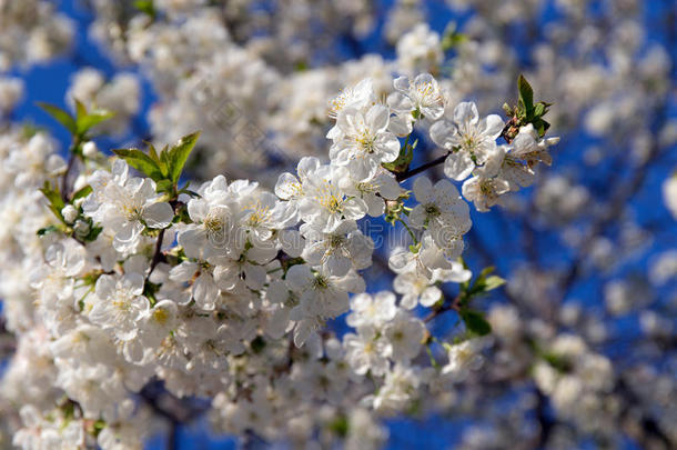 樱花枝