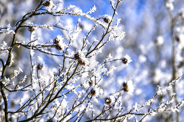 寒冷的冬天在雪林里，冻结的树枝。 冬天背景模糊。