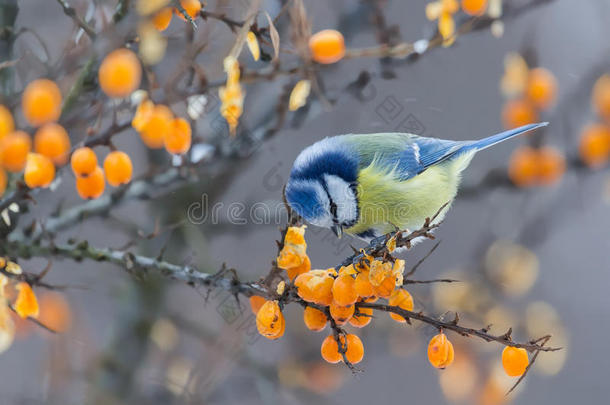 冬天，蓝色的山雀坐在沙棘和啄木鸟的树枝上