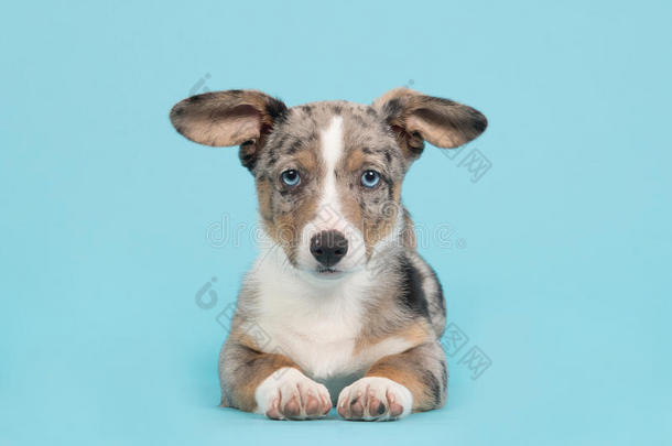 可爱的蓝色梅尔威尔士<strong>柯基</strong>小狗，蓝色的眼睛躺在一个