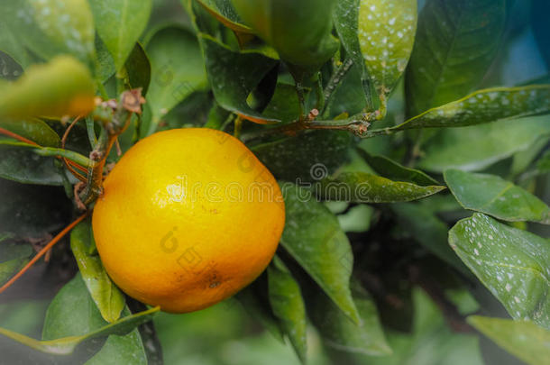 在韩国济<strong>州</strong>岛的橙色农场关闭大<strong>橘子</strong>橙果