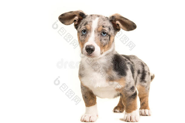 可爱的站立蓝色默勒威尔士康吉小狗与蓝色的眼睛和哈