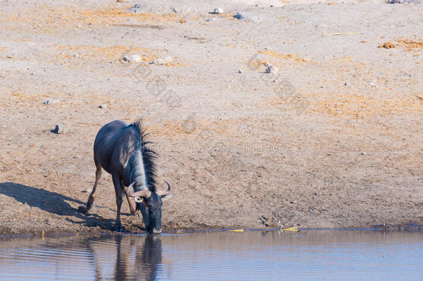 蓝色羚羊跪着，在白天从<strong>水</strong>坑里<strong>喝水</strong>。 野生<strong>动物</strong>狩猎在伊托沙国家公园，主要旅游目的地