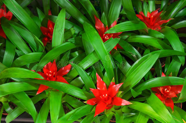 有着红花和绿叶的古兹曼。
