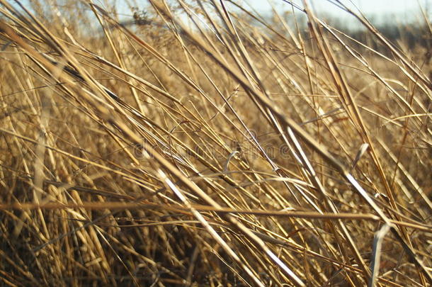 <strong>古铜</strong>色的草原草在冬天的阳光和风中
