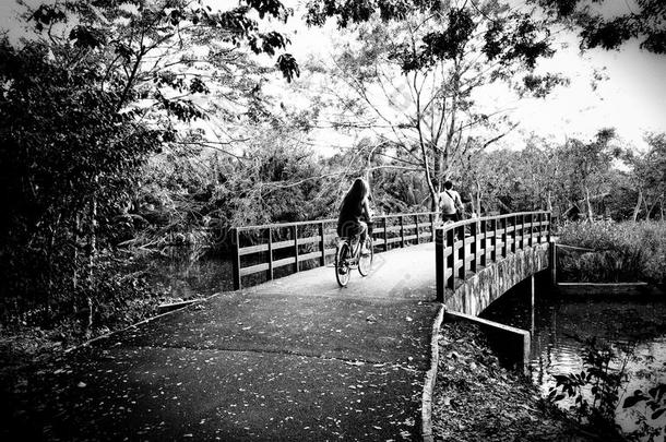 黑白自行车道自然观看森林绿色<strong>新风</strong>桥木树水。