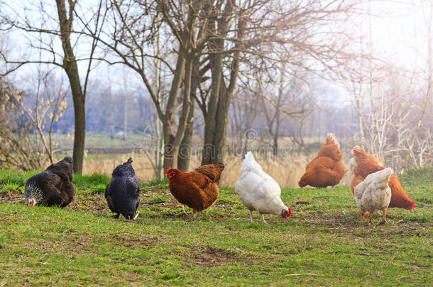 彩色鸡在自然饲料与阳光热点