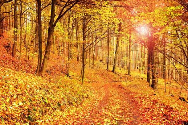 秋天的森林路。 秋天的风景。 树叶的颜色