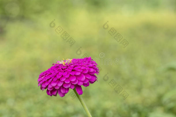 黛西花园草植物紫色