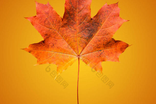 金色橙色和红色枫叶在柔和的橙色背景上。 美丽的秋天枫叶与世隔绝