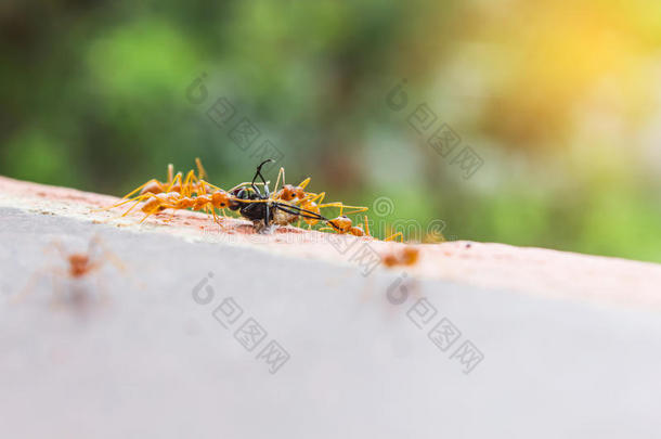 厄运飞或飞屋牺牲由蚂蚁队，松散的飞屋包围和死亡，生物和食物链飞或飞屋和