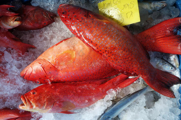 黑尖石斑鱼或红带石斑鱼