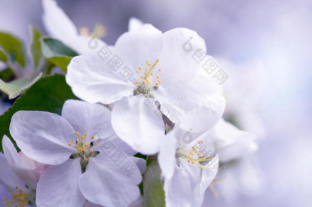 教旨的苹果芳香芳香疗法芳香的