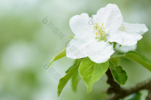 教旨的苹果芳香芳香疗法芳香的