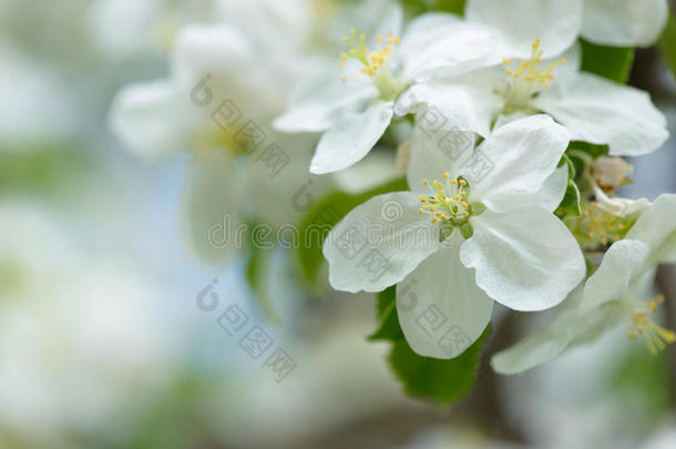 教旨的苹果芳香芳香疗法芳香的