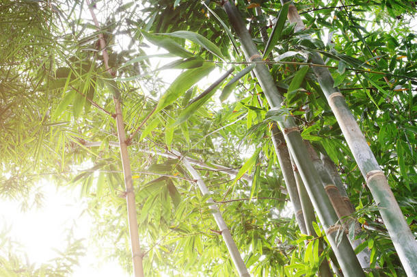 竹林在晨曦中，暖色调柔和聚焦背景。