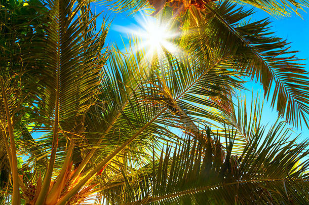 明亮阳光的棕榈树枝，有太阳耀斑