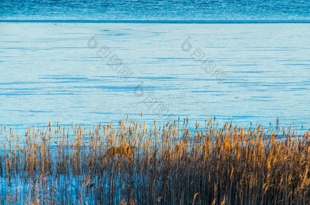 蓝色湖泊冻结和狐狸躲藏
