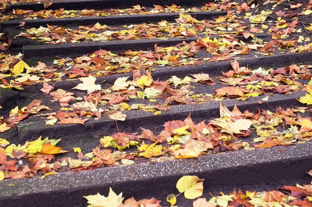 台阶上的落叶