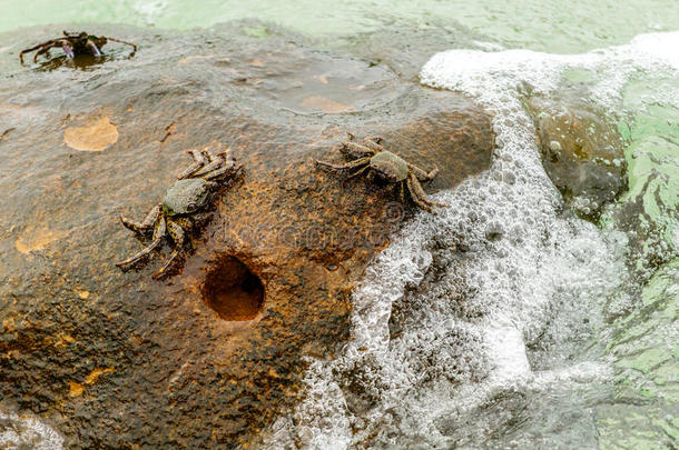 螃蟹在岩石上泡沫波，KohKood，泰国