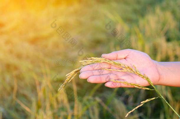 农业，特写手温柔地抚摸着年幼的稻子