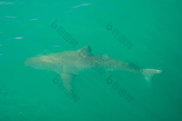 大白鲨，甘斯拜，南非