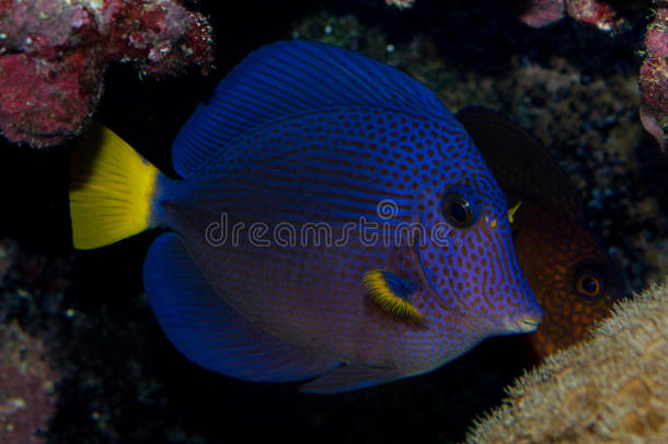 水族馆水生的蓝色洞穴珊瑚