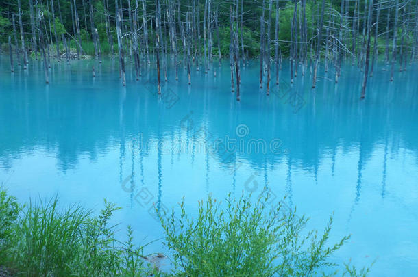 美丽的蓝色水的石罗加涅，AOIKE或蓝色池塘在比埃，北海道