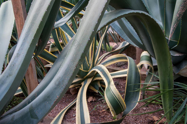 龙舌兰艾伊瓦佐夫斯基<strong>芦荟植物</strong>学的<strong>植物</strong>学